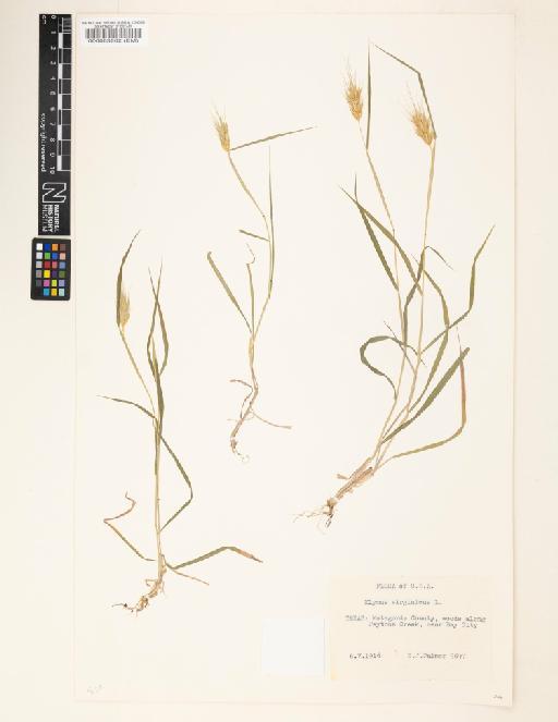 Elymus virginicus L. - 000063862