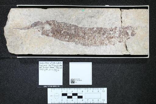 Aspidorhynchus fisheri Egerton, 1854 - 010029406_L010097616_(1)