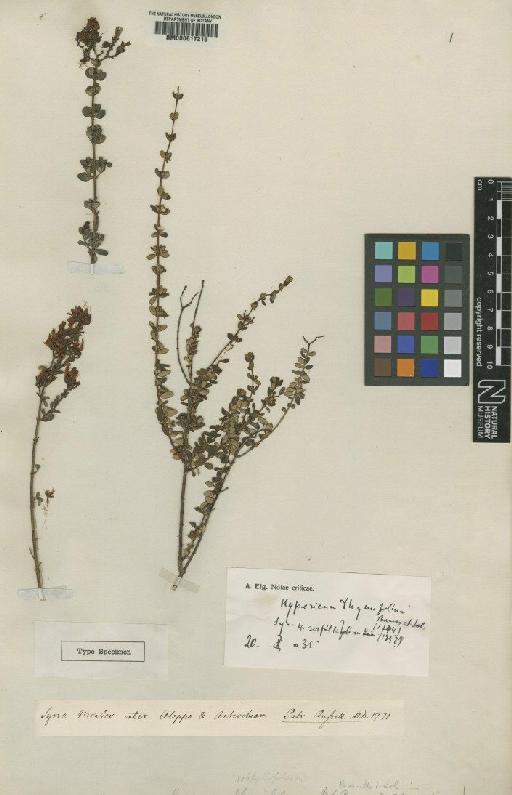 Hypericum thymifolium Banks & Sol. - BM000617215