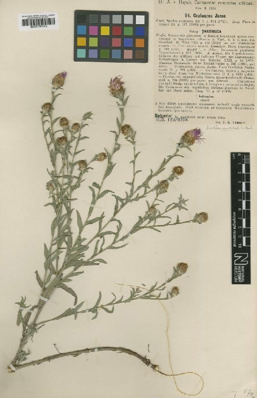 Centaurea pannonica subsp. pannonica (Heuff.) Simonk. - BM001043303