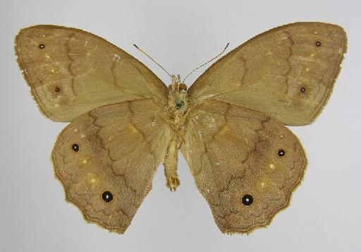 Taygetis euptychidia Butler, 1868 - BMNH(E)_1267099_Pseudodebis_(Taygetis)_euptychidia_Butler_T_male_ (3)