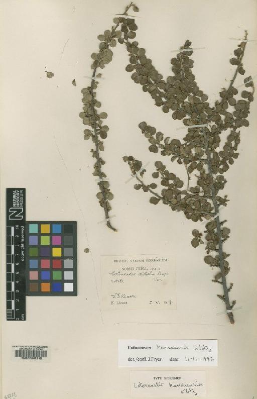 Cotoneaster kansuensis G.Klotz - BM000602210
