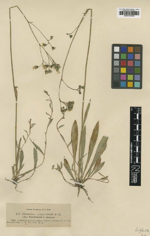 Hieracium bauhini f. obscurius Nägeli & Peter - BM001047895