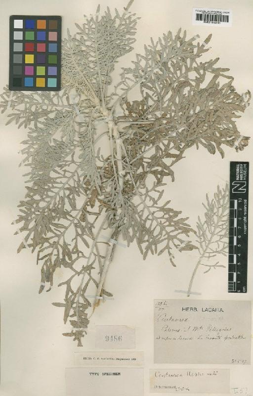 Centaurea cineraria L. - BM001043191
