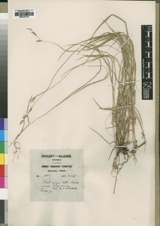 Brachiaria jubata (Fig. & De Not.) Stapf - BM000923186