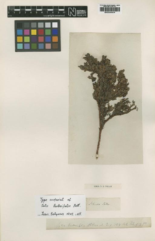 Salix berberifolia Pall. - BM000906628
