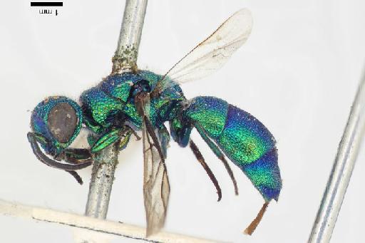 Chrysis durbar Mocsary, A., 1914 - Chrysis_durbar-BMNH(E)#970873_type-lateral-1_25X