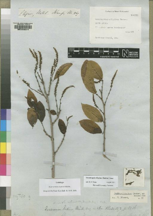 Sapium ellipticum (Hochst) Pax - BM000649818