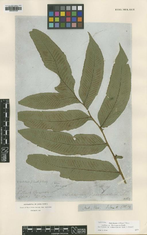 Diplazium roemerianum (Kunze) C.Presl - BM000937825