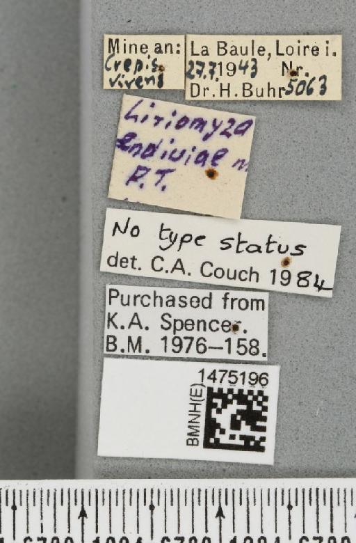 Liriomyza endiviae Hering, 1955 - BMNHE_1475196_label_49870