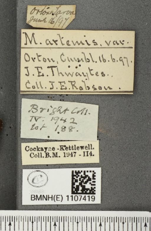 Euphydryas aurinia ab. suffusa Frohawk, 1938 - BMNHE_1107419_label_18726