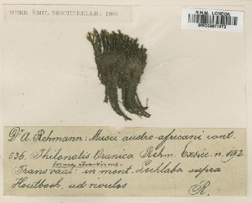 Philonotis falcata (Hook.) Mitt. - BM000870972