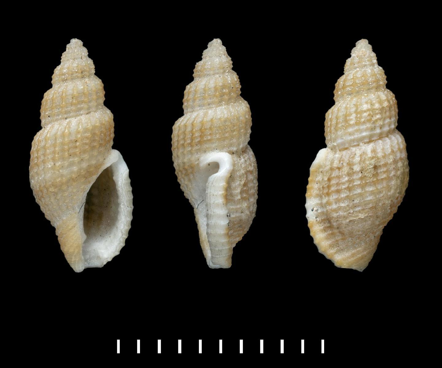 To NHMUK collection (Pleurotoma tritonoides Reeve, 1843; SYNTYPES; NHMUK:ecatalogue:2381335)