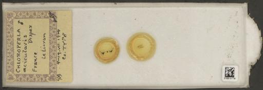 Chloroperla acicularis Despax, 1936 - 010010774_259574_535022