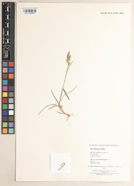 Poa subcaerulea Sm. - 013829095