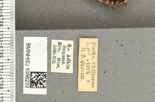 Aglais urticae ab. pallida Mosley, 1896 - BMNHE_1056233_label_45720