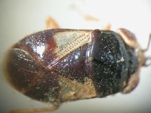 Geocoris collaris Puton - Hemiptera: Geocoris Col
