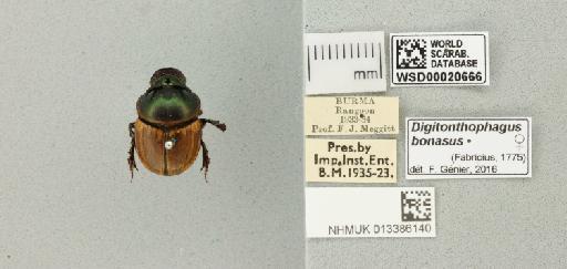 Digitonthophagus bonasus (Fabricius, 1775) - 013386140_151653_976719