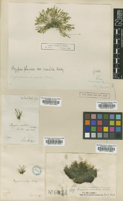 Bryopsis ramulosa Mont. - BM000516066