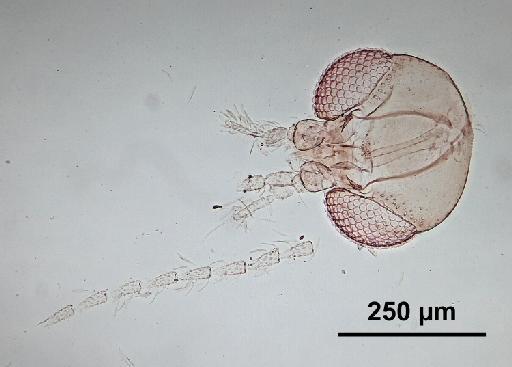 Trichomyia batu Quate, 1962 - Trichomyia_batu-010210260-head-160_0x-scale