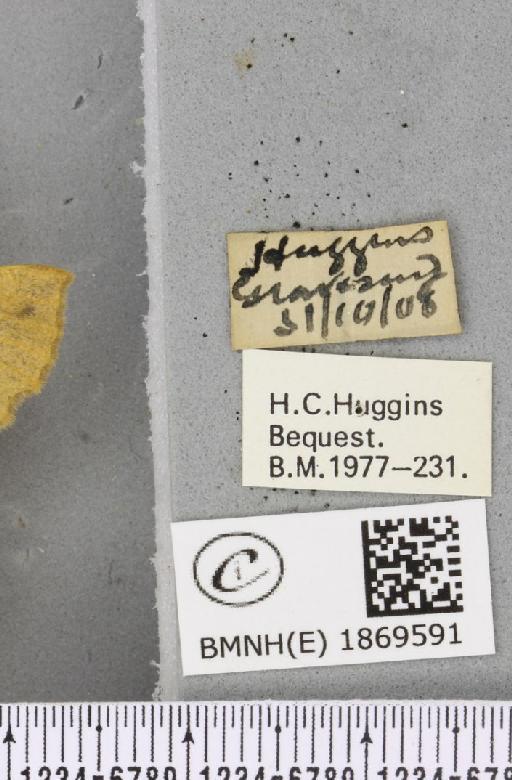 Colotois pennaria (Linnaeus, 1761) - BMNHE_1869591_label_454471