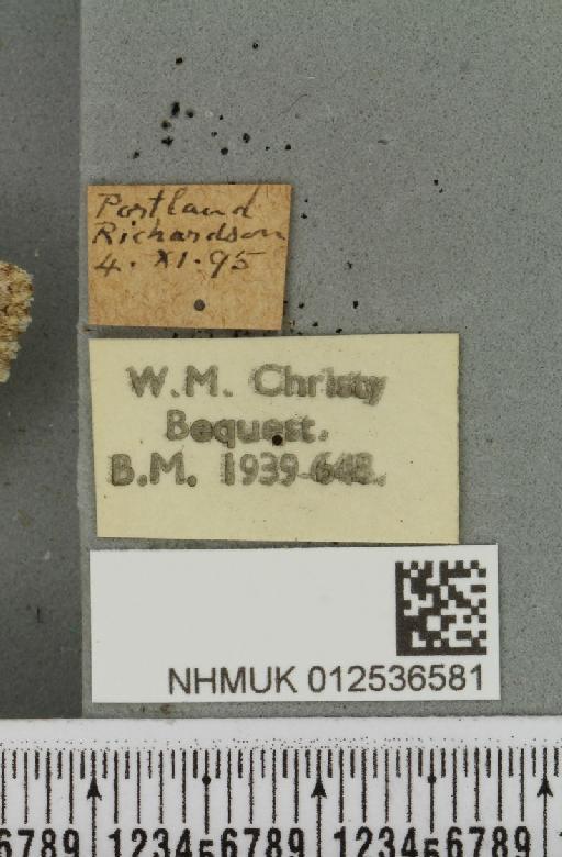 Polymixis lichenea ab. viridicincta Freyer, 1833 - NHMUK_012536581_label_645776
