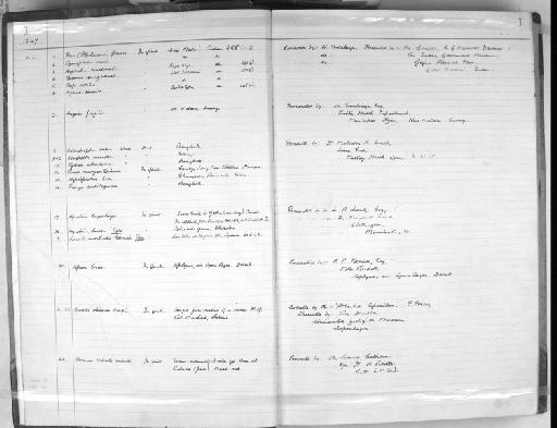 Hynobius hirosei - Register_1947.1.1.1-23