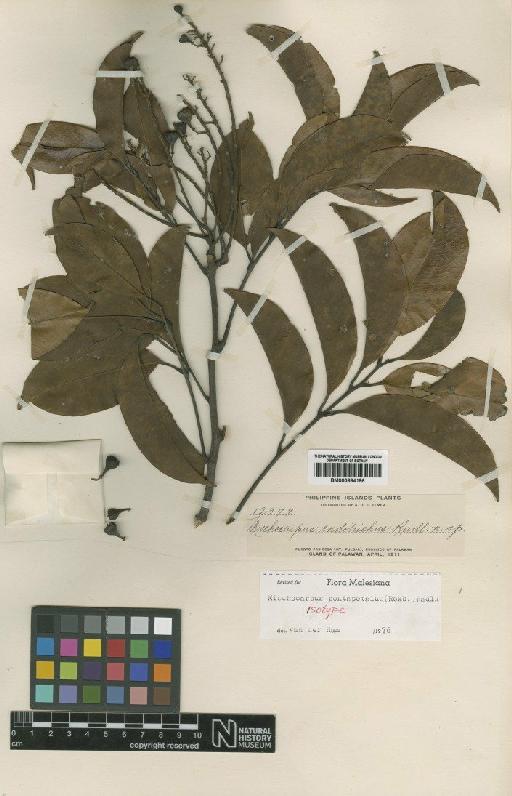 Mischocarpus pentapetalus (Roxb.) Radlk. - BM000884196