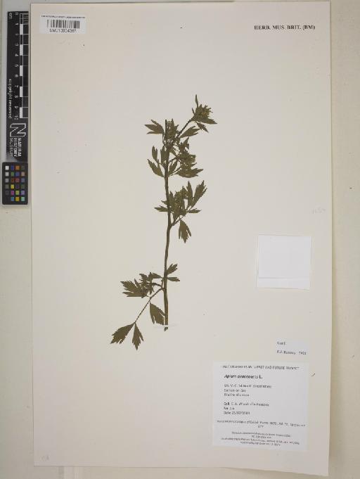 Apium graveolens L. - 013834365