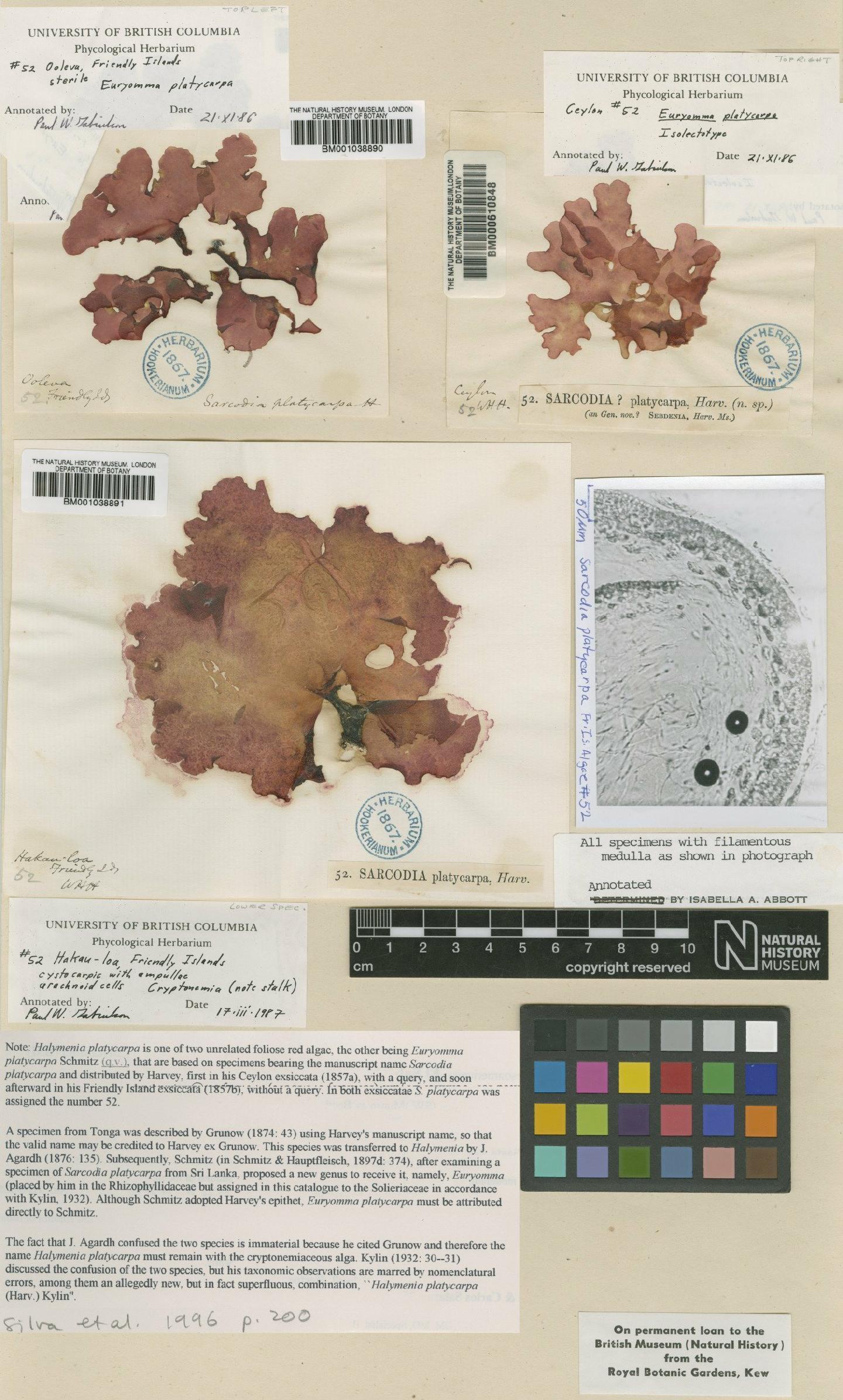 To NHMUK collection (Euryomma platycarpa F.Schmitz; NHMUK:ecatalogue:687579)
