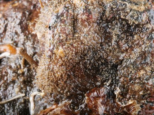 Alcyonidium mamillatum Alder, 1857 - 014451854_01