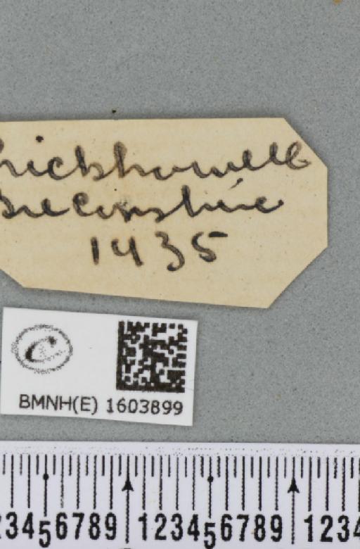 Xanthorhoe ferrugata (Clerck, 1759) - BMNHE_1603899_label_310988