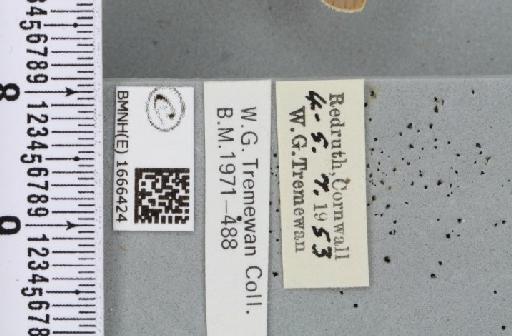 Eilema lurideola (Zincken, 1817) - BMNHE_1666424_label_288050