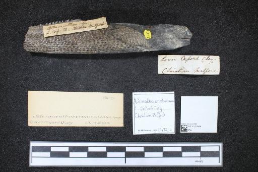 Asteracanthus ornatissimus Agassiz, 1837 - 010022944_L010040517