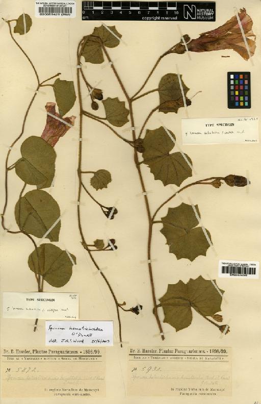 Ipomoea homotrichoidea O'Donell - BM000089429