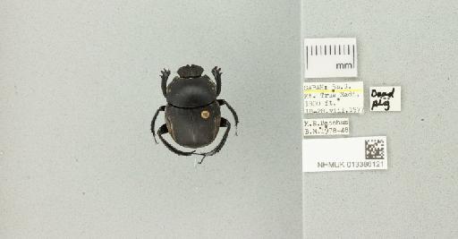 Paragymnopleurus maurus (Sharp, 1875) - 013386121_772454_984342