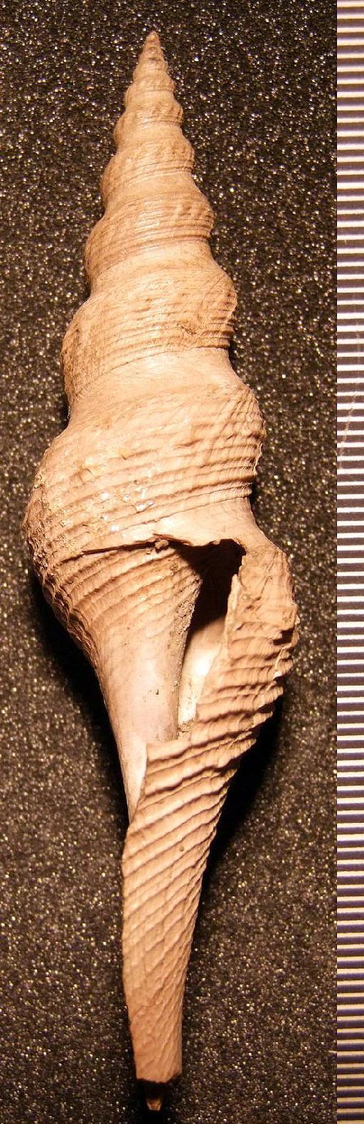 Turricula (Orthosurcula) rostrata (Solander in Brander, 1766) - OR 71228. Turricula (Orthosurcula) rostrata (2nd specimen 6)
