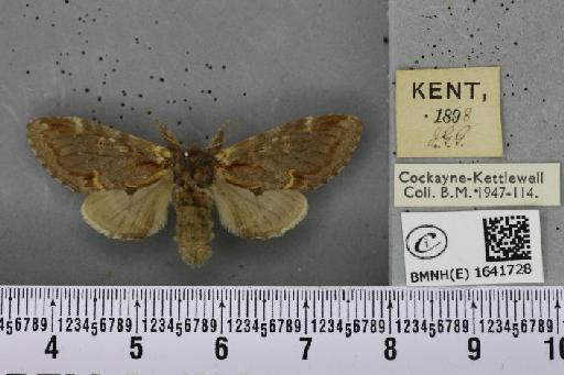 Notodonta dromedarius ab. dromedarulus Haworth, 1803 - BMNHE_1641728_244181