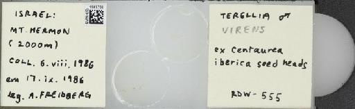 Terellia (Terellia) virens (Loew, 1846) - BMNHE_1503703_56089