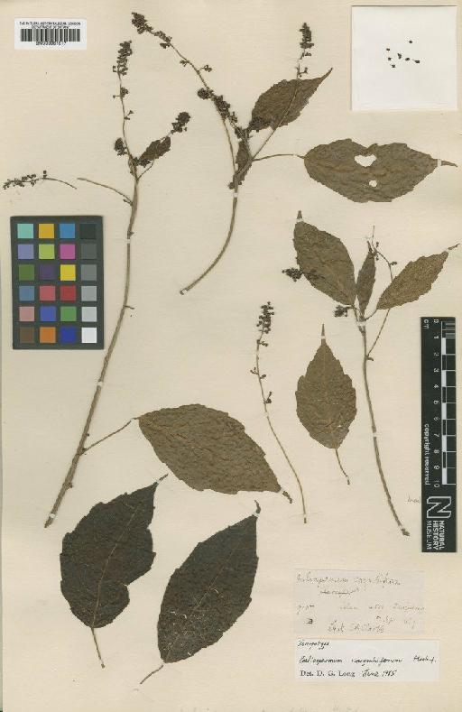 Baliospermum corymbiferum Hook.f. - BM000951517