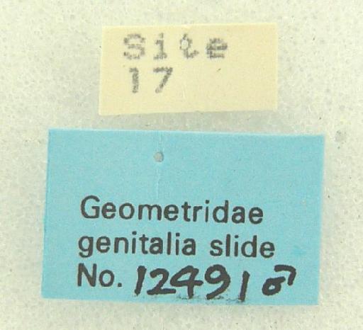 Myrioblephara Warren, 1893 - Myrioblephara sp 12491 labels