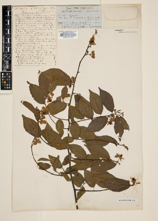 Grewia angolensis - 000630892