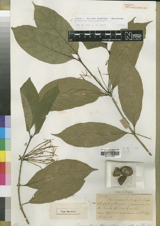 Oxyanthus gracilis Hiern - BM000903054