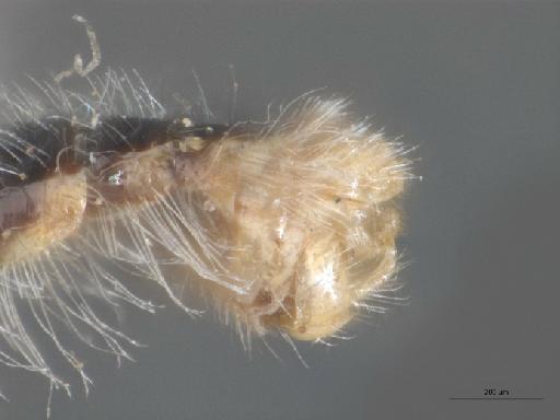 Heterotropus gracilis Greathead, 1967 - 010629029_Heterotropus_gracilis_terminalia_lateral_Paratype