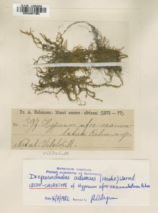 Drepanocladus aduncus (Hedw.) Warnst. - BM000871464