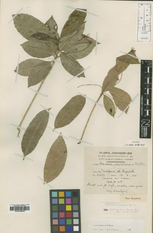Gesneria jamaicensis Britton - BM000953494