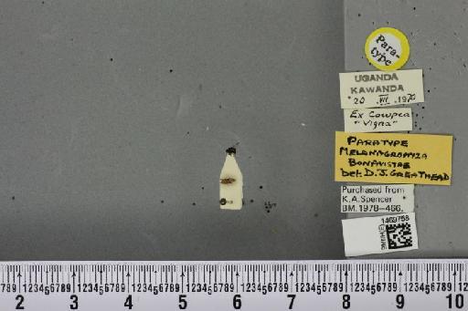Melanagromyza bonavistae Greathead, 1971 - BMNHE_1469758_45116