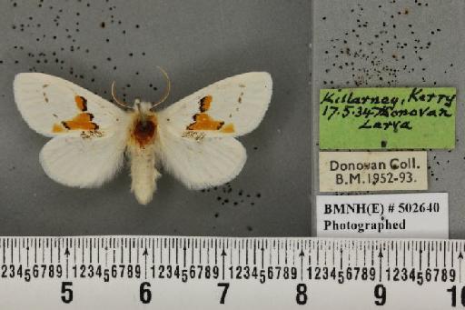 Leucodonta bicoloria (Denis & Schiffermüller, 1775) - Peter_073183_282527