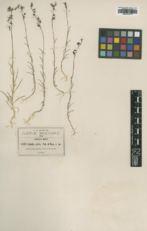Lobelia irasuensis var. picta (B.L.Rob. & Seaton) McVaugh - BM000947632