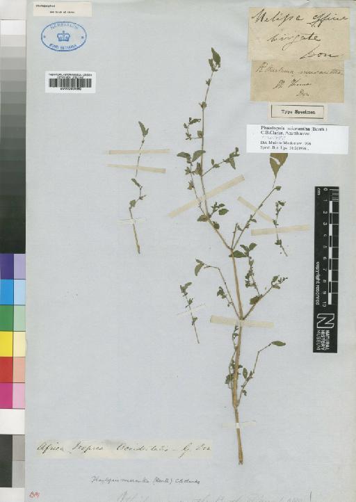 Phaulopsis micrantha (Benth.) C.B.Clarke - BM000930862